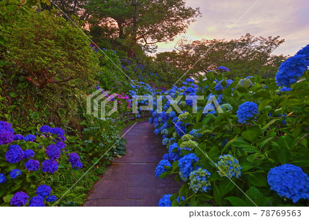 Shimoda City, Shizuoka Prefecture Izu Shimoda Park Evening view of hydrangea, a famous hydrangea 78769563