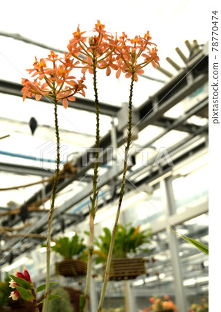 Orchid Epidendolm Orange Blossom 78770474