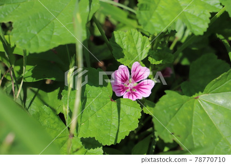 Red-purple flowers of mallow blooming in the garden in early summer 78770710