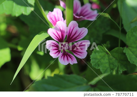 Red-purple flowers of mallow blooming in the garden in early summer 78770711