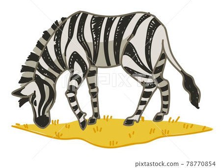 Zebra animal eating grass on field, grazing horse 78770854