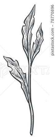 Floral summer, leaf monochrome sketch outline Floral summer, leaf monochrome sketch outline 78770896