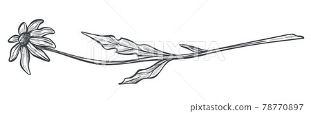 Summer flower in blossom, chamomile flora vector Summer flower in blossom, chamomile flora vector 78770897