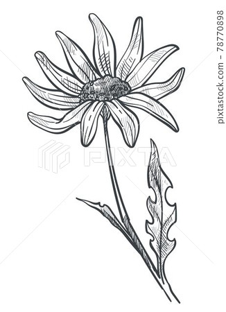 Chamomile flower monochrome sketch outline vector Chamomile flower monochrome sketch outline vector 78770898