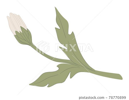 Chamomile flower, natural plant floral blooming 78770899