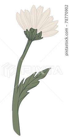 Chamomile flower in blossom, floral decor bloom Chamomile flower in blossom, floral decor bloom 78770902