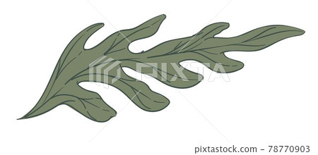 Spring leaf, branch of summer foliage and botany Spring leaf, branch of summer foliage and botany 78770903