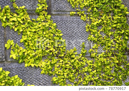 Climbing figs crawling on the wall Climbing figs crawling on the wall 78770917