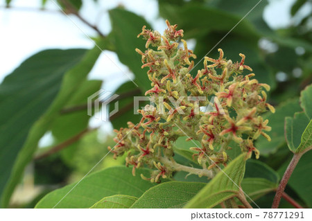 Female flower of red-faced red fish 78771291