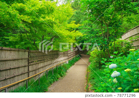 池住漫步日本庭園德川園繡球花路 照片素材 圖片 圖庫