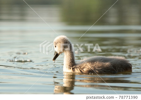 Young swans swim in the pond at dawn 78771390