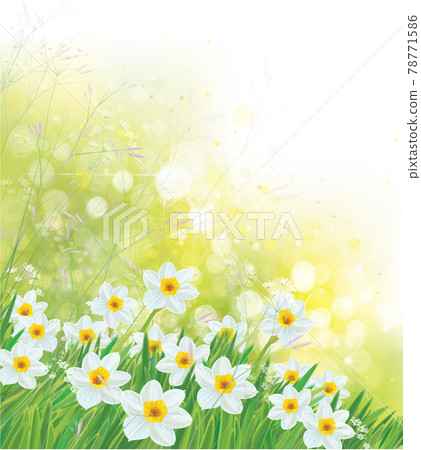 Vector spring daffodils flowers. Blossoming narcissus flowers on sunshine, bokeh background. Vector spring daffodils flowers. Blossoming narcissus flowers on sunshine, bokeh background. 78771586