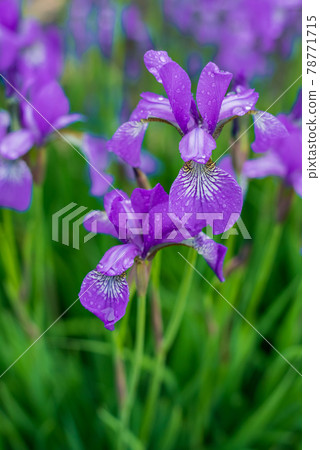 Blue irises growing on a flower bed in the garden Blue irises growing on a flower bed in the garden 78771715