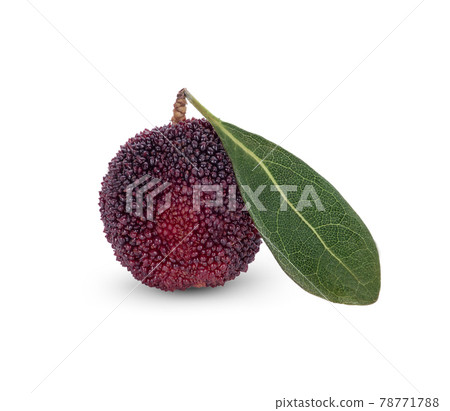 waxberry isolated on white background waxberry isolated on white background 78771788
