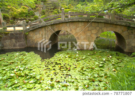 Water lily and Meganebashi at Sugawara Shrine, Kasaoka City, Okayama Prefecture 78771807