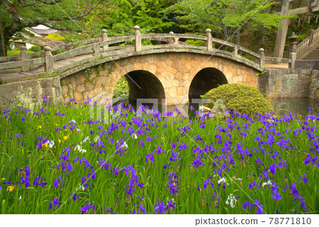 Sugawara Shrine's spectacle bridge, iris flowers and Kamejima, Kasaoka City, Okayama Prefecture Sugawara Shrine's spectacle bridge, iris flowers and Kamejima, Kasaoka City, Okayama Prefecture 78771810