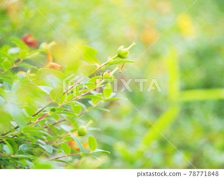 Yellow flowers of garden trees 78771848