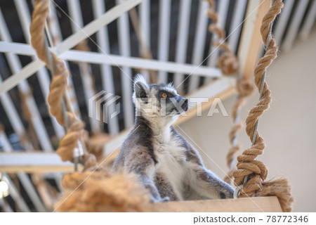 Wolverine lemur Wolverine lemur 78772346