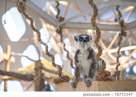 Wolverine lemur Wolverine lemur 78772347