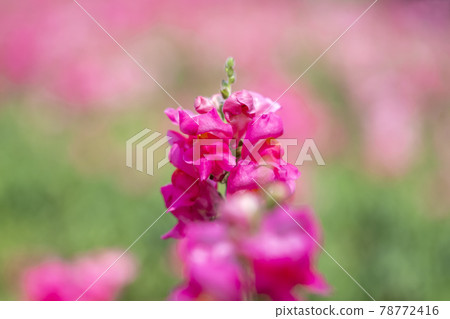 金魚草花瓣向上 78772416