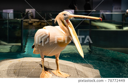 Momoiro Pelicans 78772449
