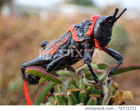 Toxic Koppie Foam Grasshopper Milkweed Locust (Dictyophorus spumans) Toxic Koppie Foam Grasshopper Milkweed Locust (Dictyophorus spumans) 78772721