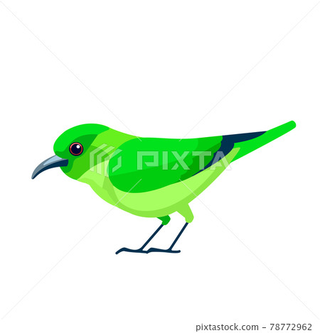 Green honeycreeper is a small bird in the... - Stock Illustration  [78772962] - PIXTA