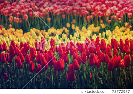 Colorful Tulips At Emirgan Park, Istanbul Colorful Tulips At Emirgan Park, Istanbul 78772977