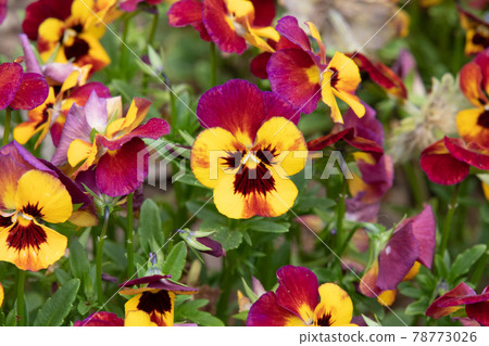 Viola Viola 78773026