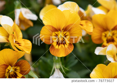 Viola Viola 78773027