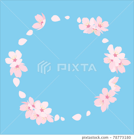 cherry blossom, cherry tree, vector 78773180