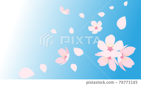 cherry blossom, cherry tree, vector 78773185