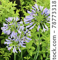 初夏的淡藍色百子花 78773318