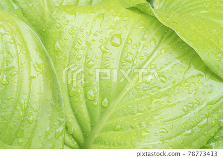 leaf hosts with raindrops close up as background 78773413