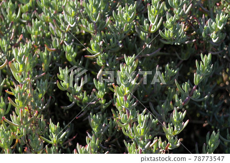 Small succulent plant Small succulent plant 78773547