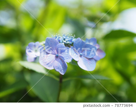 繡球 繡球 78773694