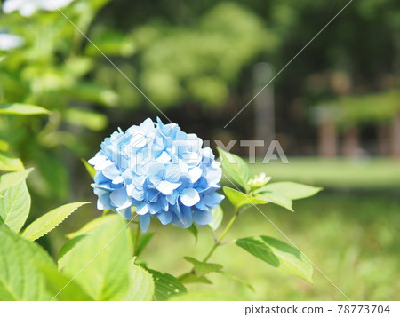 hydrangea hydrangea 78773704
