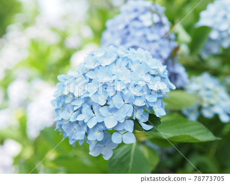 hydrangea hydrangea 78773705