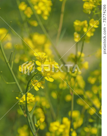 Mustard greens on the Arakawa riverbed 78774266