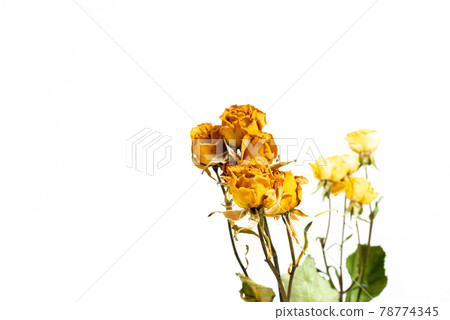 玫瑰乾花 玫瑰乾花 78774345