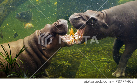 hippopotamus hippopotamus 78774402
