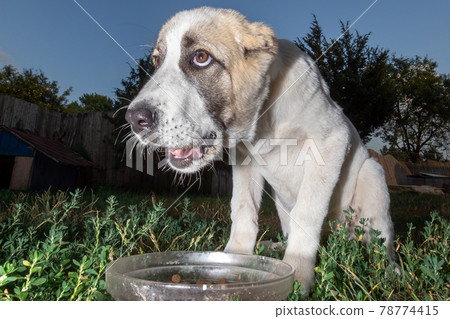 Central Asian shepherd dog and his dish 78774415