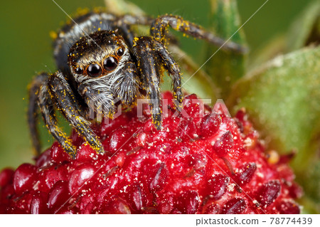 Jumping spider on the garden strawberry Jumping spider on the garden strawberry 78774439