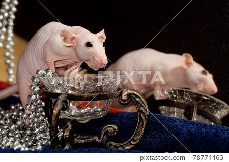 Rat, pearls necklace and mirror Rat, pearls necklace and mirror 78774463