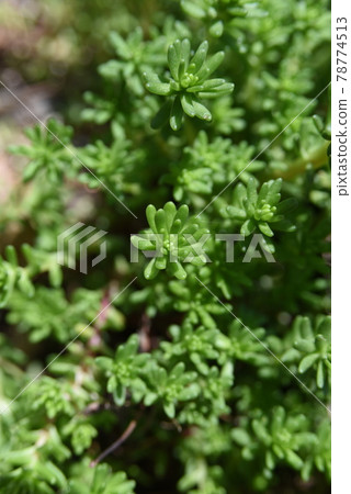 Sedum in spring Sedum in spring 78774513