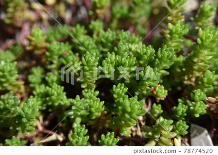 Sedum in spring 78774520