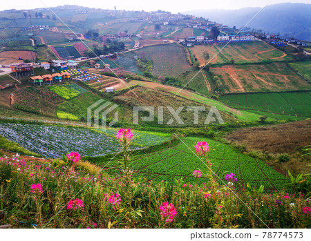 forests and flowers on the mountains in Thailand 78774573
