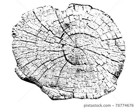 Tree growth rings. Natural cut wood. Vector illustration. 78774676