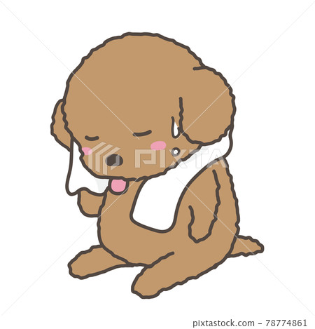 A dog toy poodle wiping sweat with a towel A dog toy poodle wiping sweat with a towel 78774861