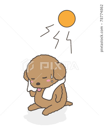 A dog toy poodle wiping sweat with a towel A dog toy poodle wiping sweat with a towel 78774862